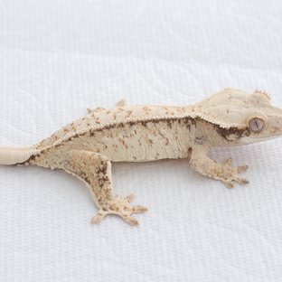 Drippy White Spot Tri Extreme Harlequin Normal