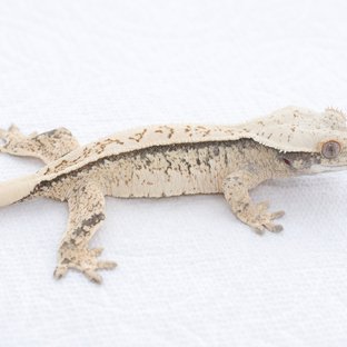 Drippy White Spot Extreme Harlequin Normal