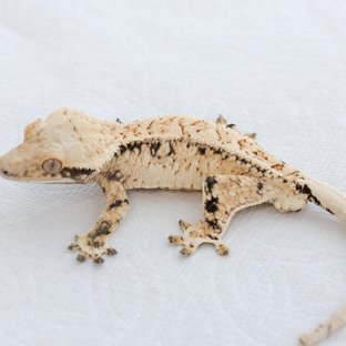 Drippy White Spot Tri Extreme Harlequin