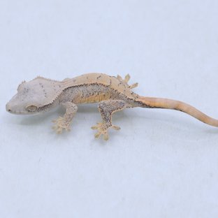 트라이 익스트림할리퀸 쿼드 드리피 화이트스팟