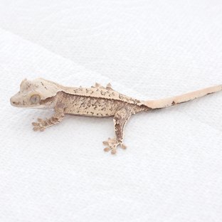 Drippy White Spot Tri Extreme Harlequin Quad Normal