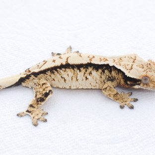 Tri Extreme Harlequin White Spot Normal