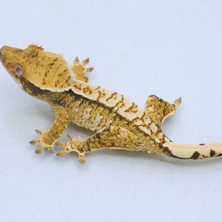 트라이 익스트림할리퀸