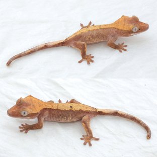 Hypo