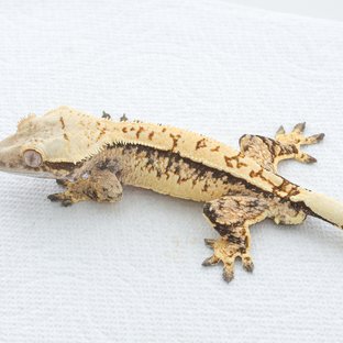 Tri Extreme Harlequin Normal