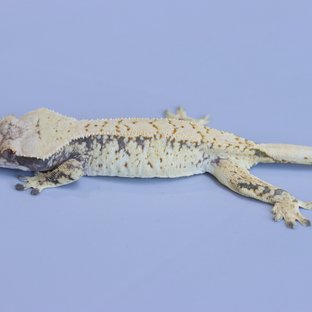 CT1