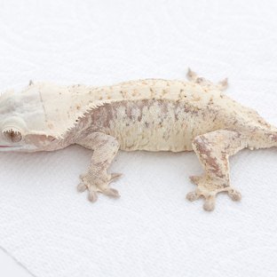 Red White Spot Tri Extreme Harlequin