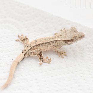 Drippy White Spot Tri Extreme Harlequin