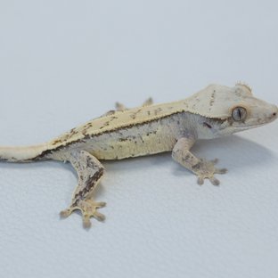 화이트스팟 노멀