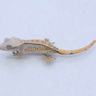 트라이 익스트림할리퀸 쿼드 드리피 화이트스팟