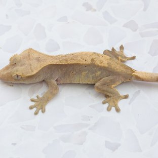 하이포 X 하리