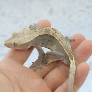 하이포 X 하리
