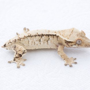 Drippy White Spot Tri Extreme Harlequin Normal