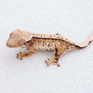 Tangerine Tri Extreme Harlequin White Spot