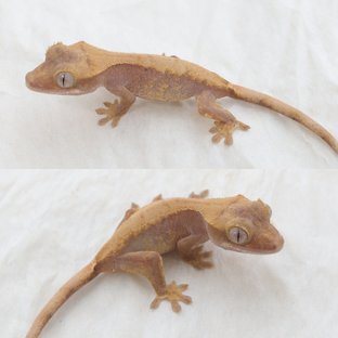 Hypo