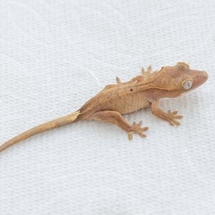 Hypo Normal