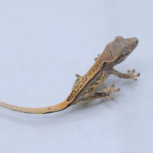 쿼드 풀핀 트라이