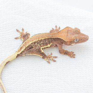 Hypo Phantom LW Sable