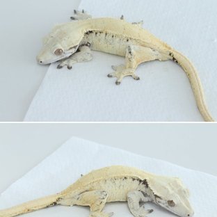 노플