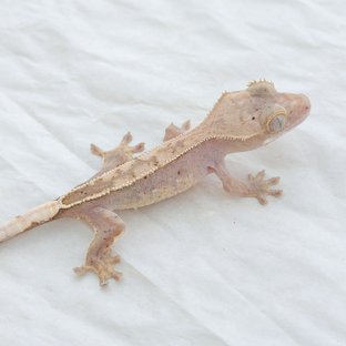 선이포 x 렙