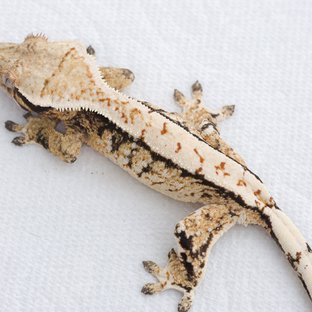 Tri Extreme Harlequin White Spot Normal