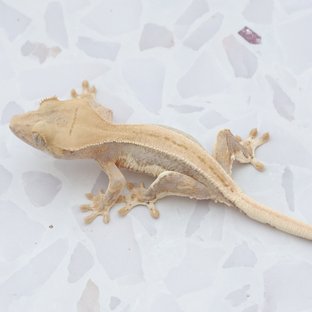 Hypo Lilly White