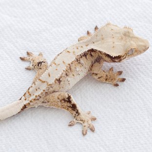 Drippy White Spot Tri Extreme Harlequin