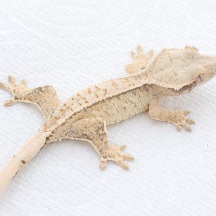 Drippy White Spot Tri Extreme Harlequin