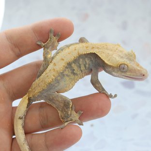릴하이포 X 체다