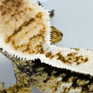 트라이 익스트림할리퀸 화이트핀