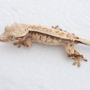 Normal Tri Extreme Harlequin White Spot