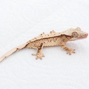 Tri Extreme Harlequin Quad Normal