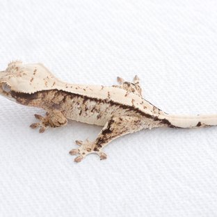 Drippy White Spot Tri Extreme Harlequin Normal