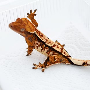 텐저린 트라이 익스트림할리퀸