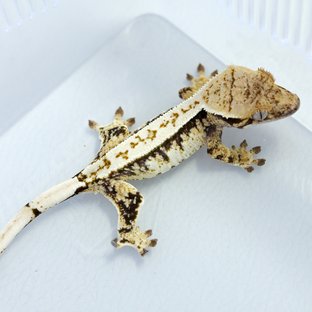 노멀 화이트스팟 트라이 익스트림할리퀸