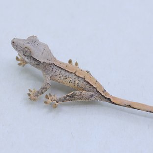 드리피 화이트스팟 트라이 익스트림할리퀸