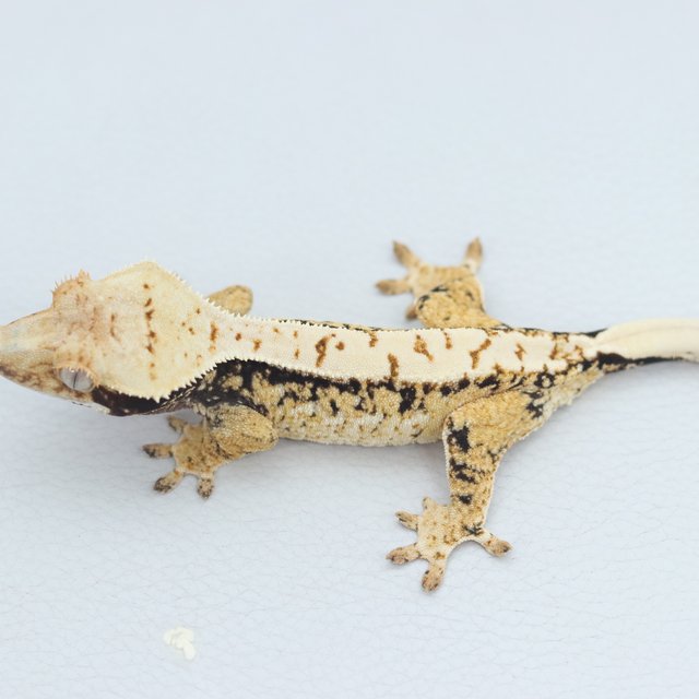 Normal Tri Extreme Harlequin White Spot