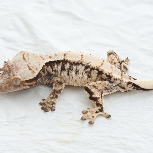 Drippy White Spot Tri Extreme Harlequin Normal
