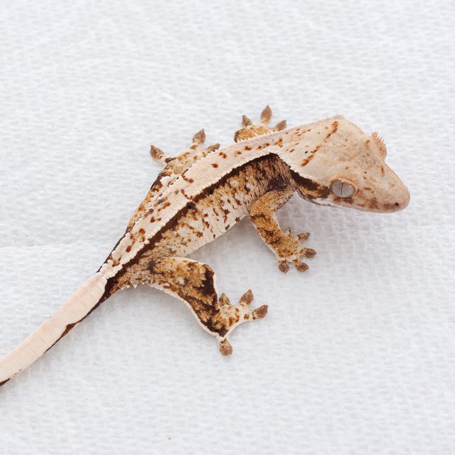 Tangerine Tri Extreme Harlequin White Spot