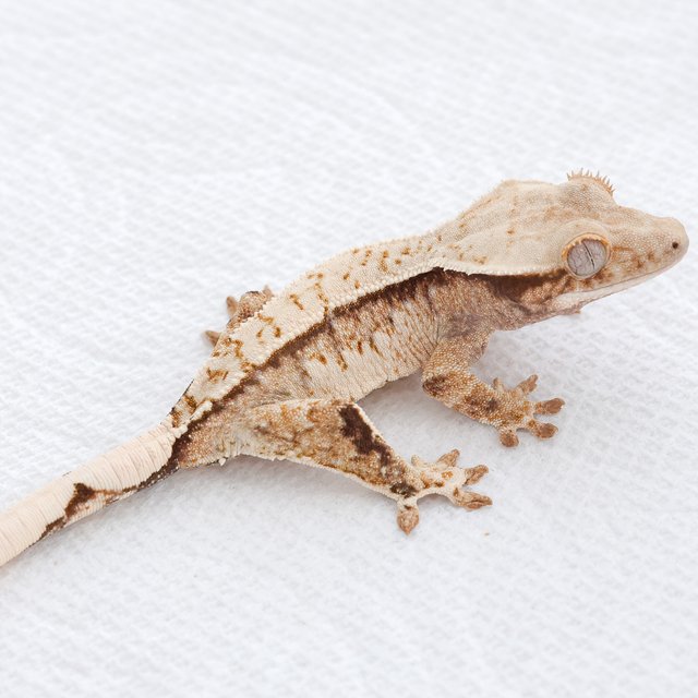 Tri Extreme Harlequin Quad Pinstripe Normal