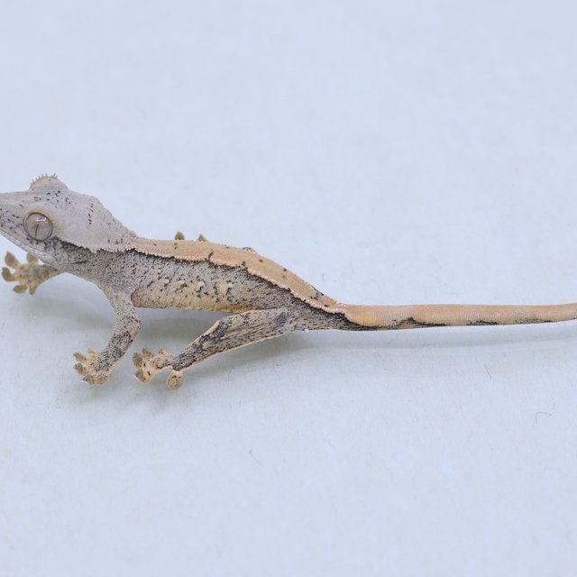 드리피 화이트스팟 트라이 익스트림할리퀸