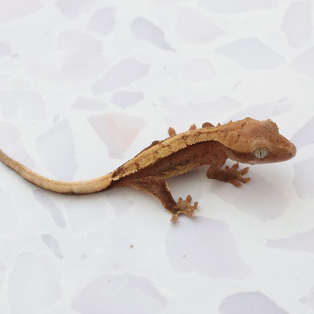 Hypo Normal