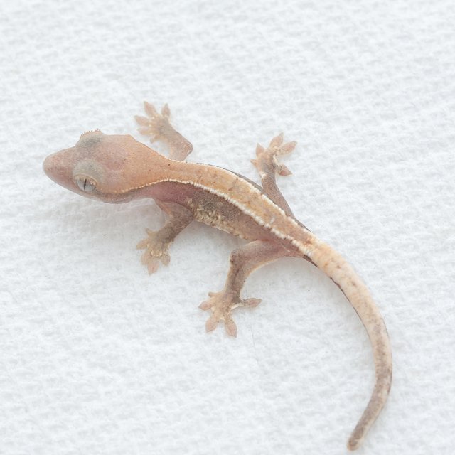 Lilly White Hypo