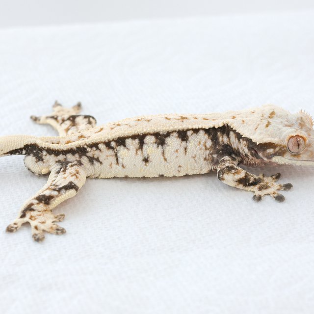 트라이 익스트림할리퀸