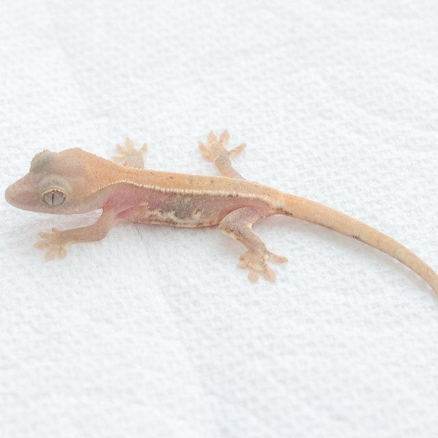 Lilly White Hypo