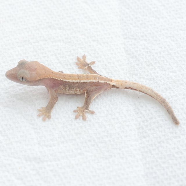 Lilly White Hypo