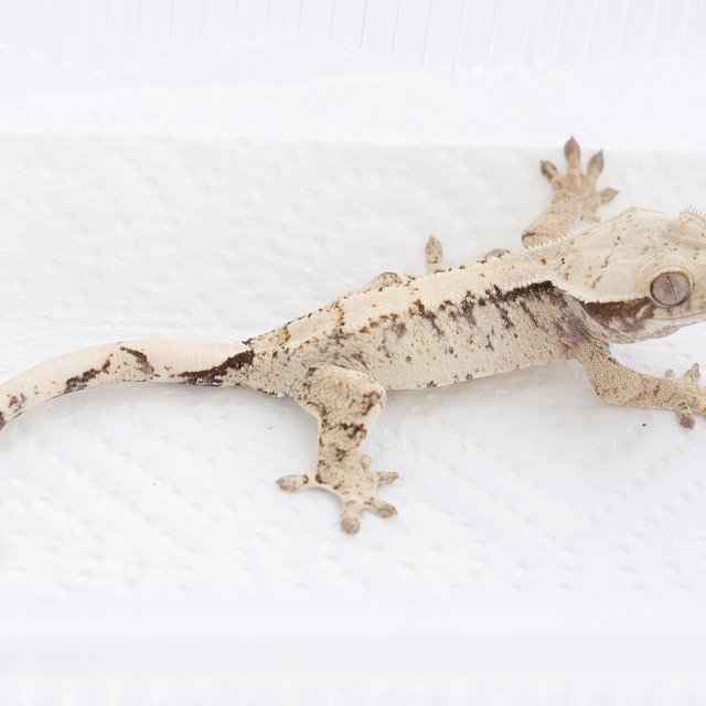 Drippy White Spot Tri Extreme Harlequin