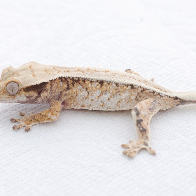 Drippy White Spot Tri Extreme Harlequin Normal