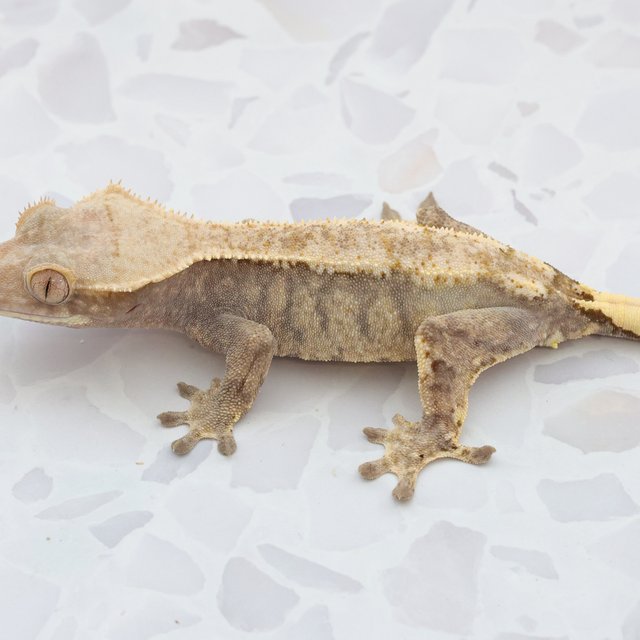Hypo Cappuccino