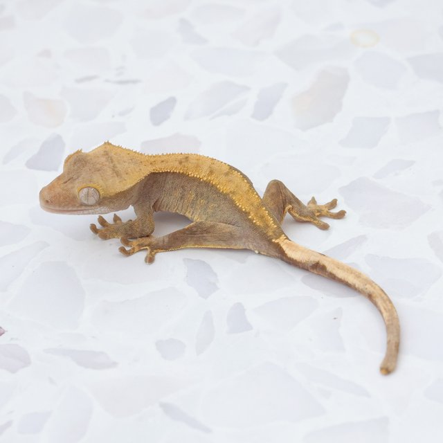 Hypo